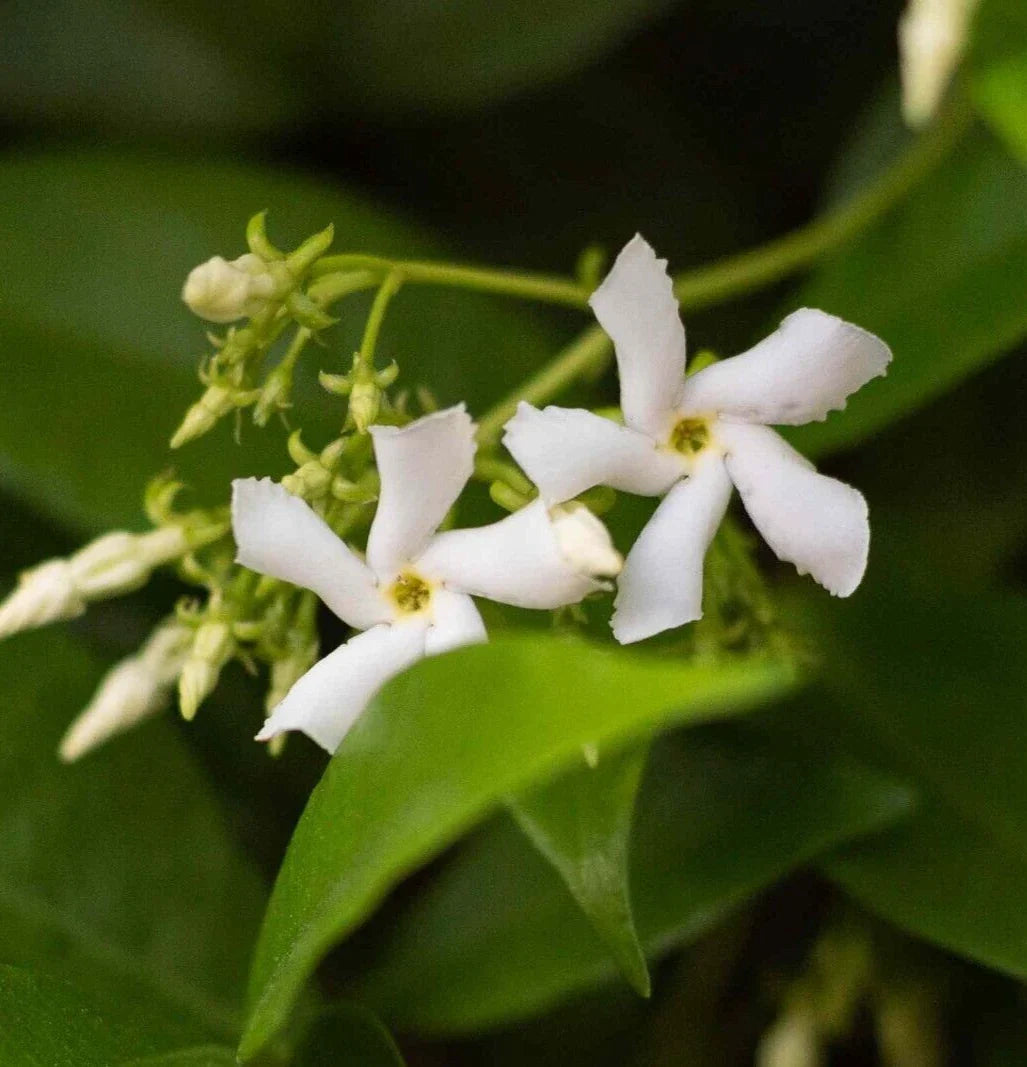 Star Jasmine Plant - 6" Live Jasminoides Trachelospermum Cuttings - Fragrant Flowering Vine