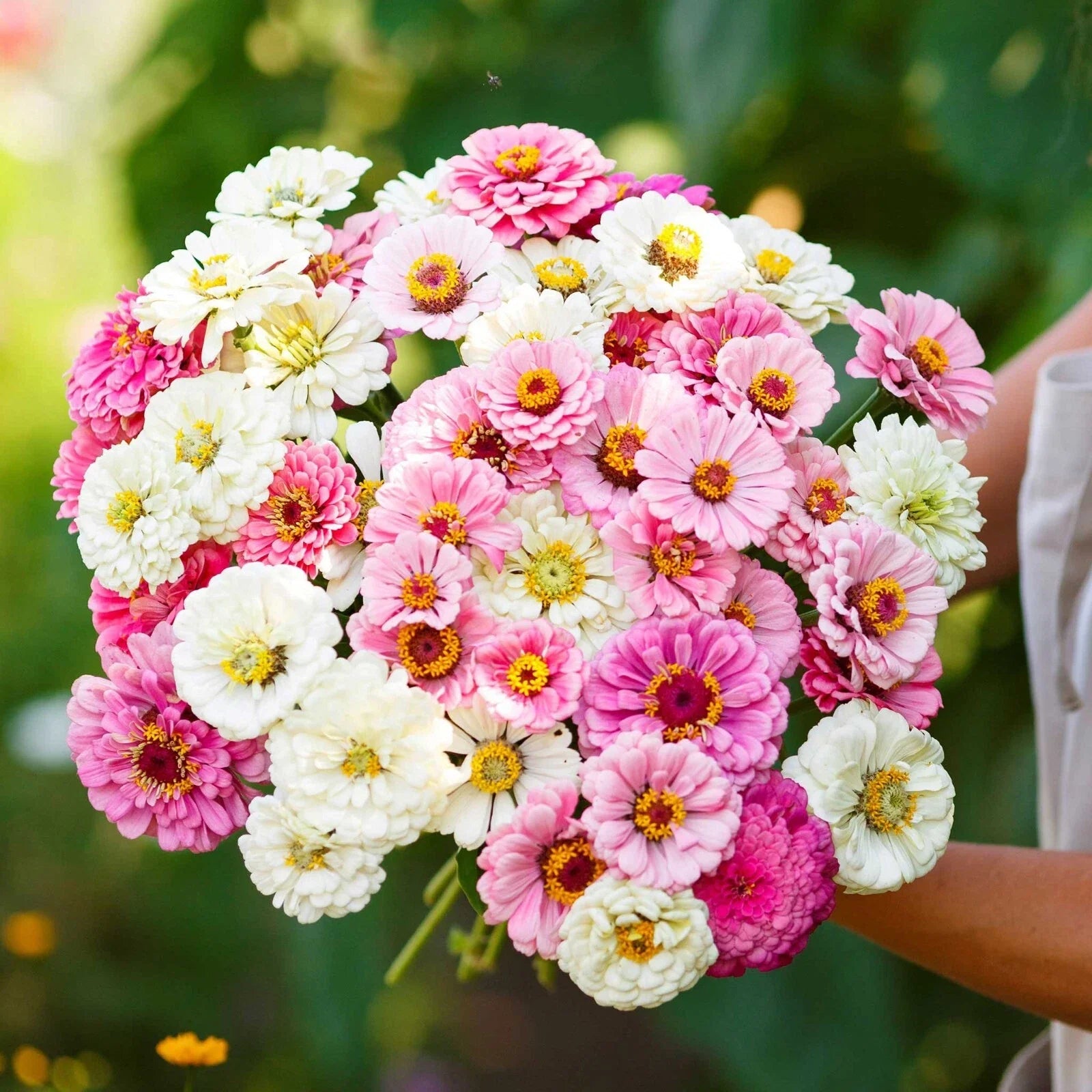 Zinnia Seeds Mix - 100+ Isn't This Romantic - Flower Seeds for Garden - Zinnia elegans - USA - Free Shipping