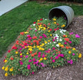 Moss Rose Seeds - 1000+ Seeds - Portulaca Grandiflora - Vibrant Color Mix