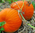 Large Heirloom Pumpkin for Carving - Flat Bottoms & Thick Flesh - Cucurbita pepo