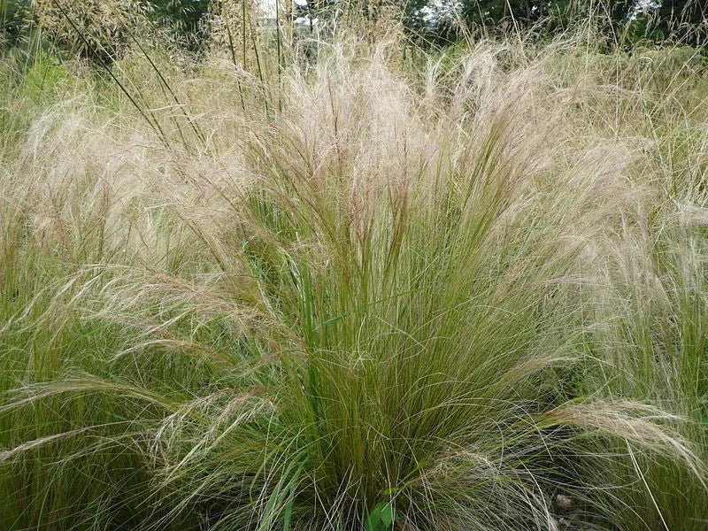 Mexican Feather Grass Seeds - 160 Count, Hardy Ornamental Grass, Stipa Tenuissima, USA Grown