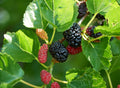 Live Plant Red Mulberry 16-24 Inches Morus 1-2 Years Old Hardy Zones 5-9