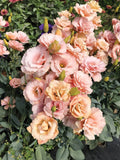 Lisianthus Plug 3-inch Apricot Live Well-Rooted Eustoma Grandiflorum Starter Plant