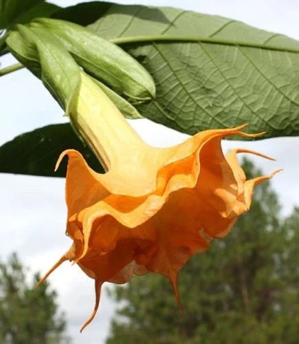 Orange Angel Trumpet Seeds - 10 Fragrant Flower Seeds for Blooming - Brugmansia spp. - US Seller