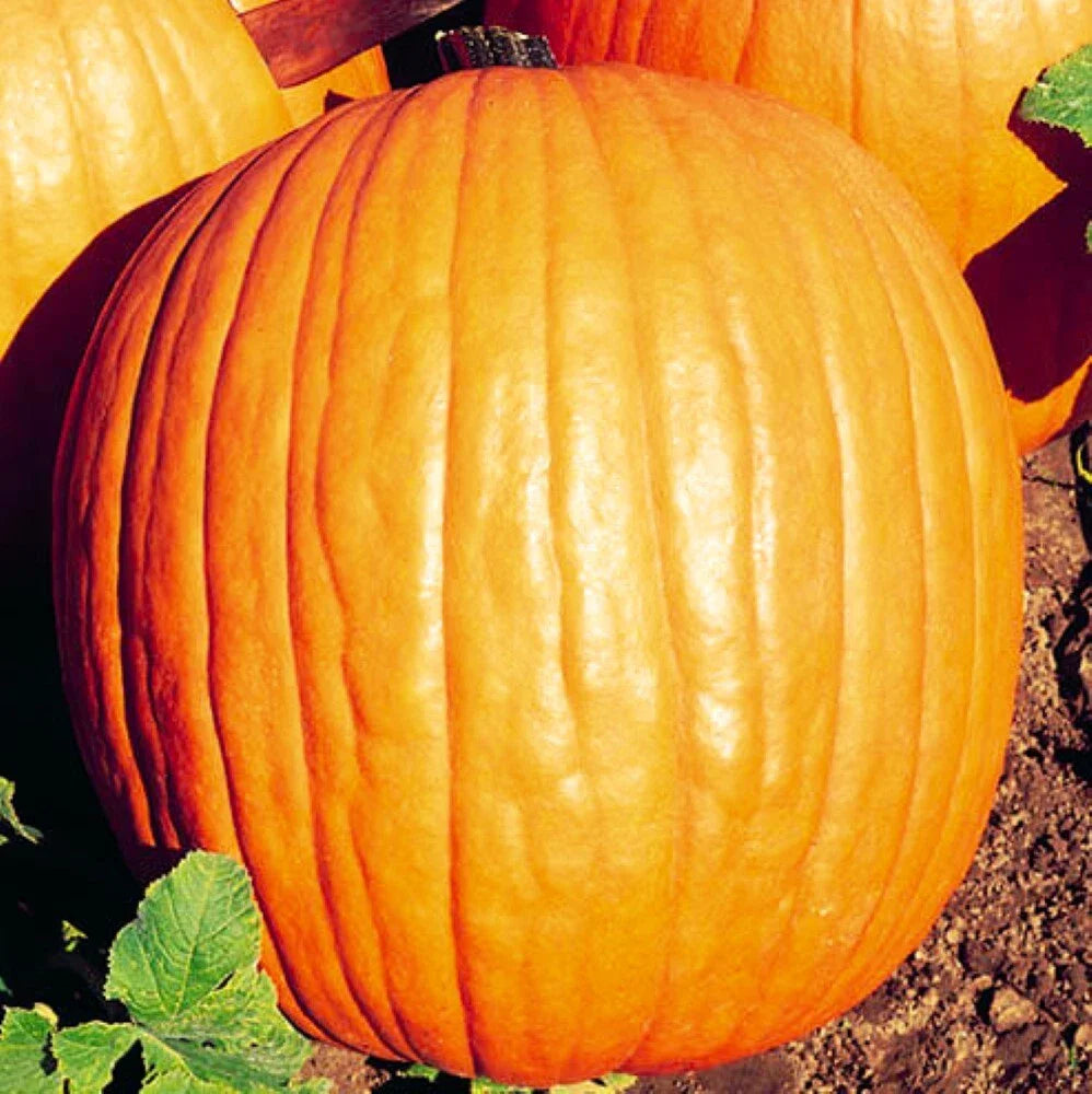 Howden Pumpkin Seeds | NON-GMO Heirloom | Fresh Garden Seeds | Cucurbita pepo