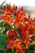 Red Pepper Aromi Azalea Starter Plant - Rhododendron Deciduous Small - Vibrant Red Blooms