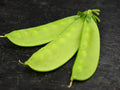 Mammoth Melting Sugar Pea Seeds - Fresh Garden Seeds for Planting - Pisum sativum - Non-GMO, Heirloom Variety
