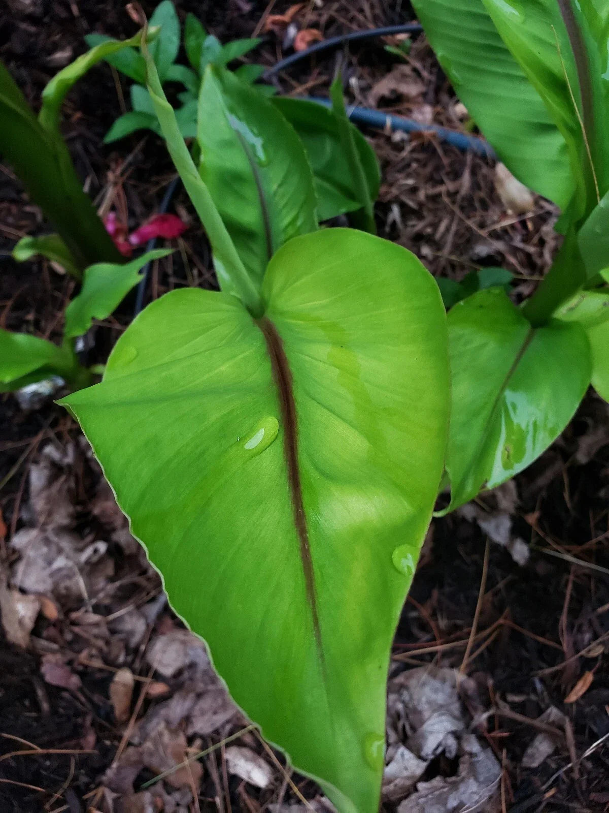 MUSA BASJOO Cold Hardy Banana Plant Pup - 1 ft Tall, Non-Tissue Cultured, Grown in NJ, Resilient Root System