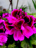 Live Plant 12” Tall Lavender Pink Dark Maroon - [Scientific Name if known] - Indoor Decorative Houseplant