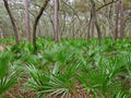 Dwarf Palmetto Plants 5 Live - Wild-Grown, Southern Tough Sabal Minor, Cold-Hardy, Drought-Tolerant, Zones 7-10