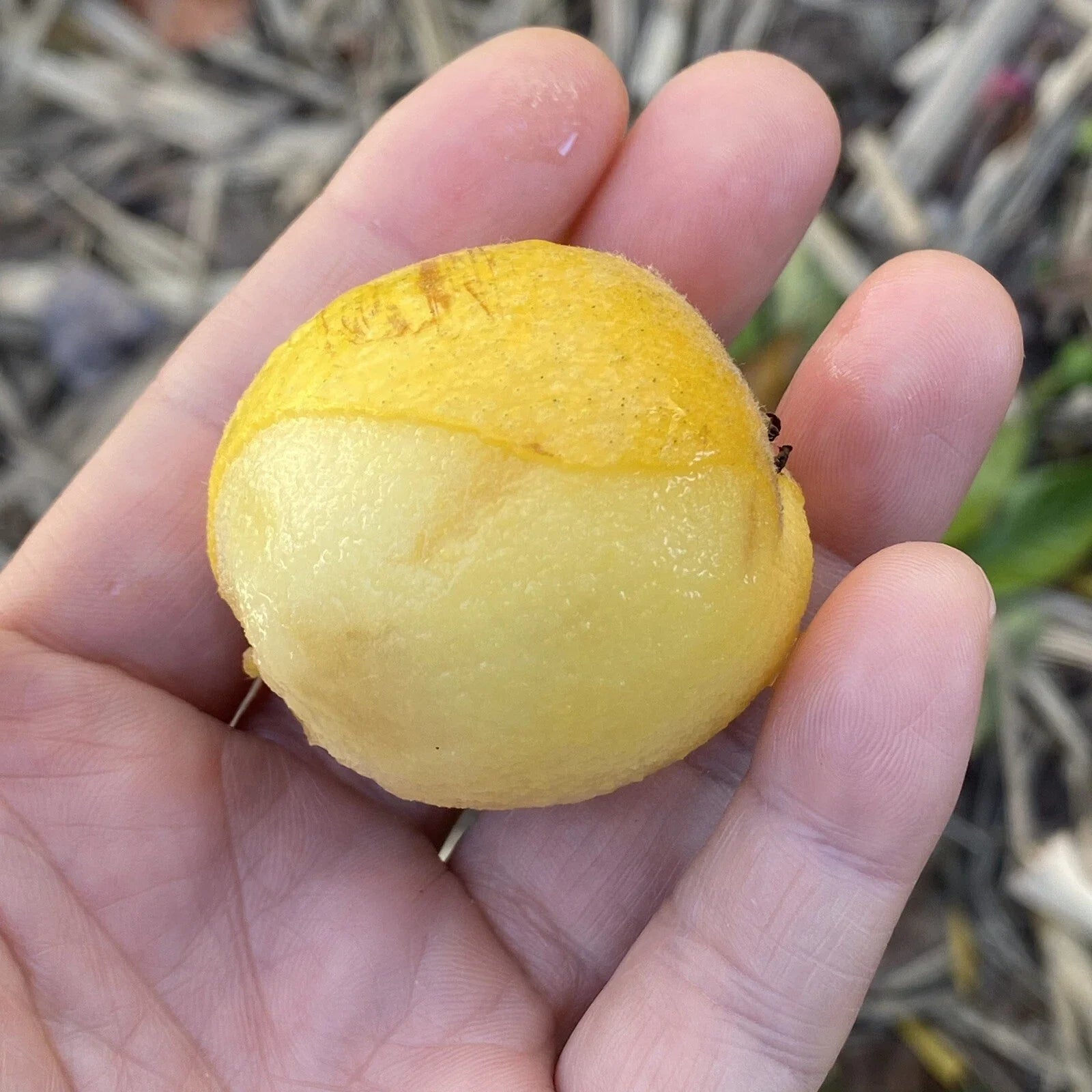 Loquat Scions for Grafting - Tori White Variety - 3 Cuttings - Eriobotrya japonica