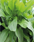 Large Leaf Sorrel Seeds - Organic Heirloom Garden Herb - Rumex acetosa - 100+ Seeds