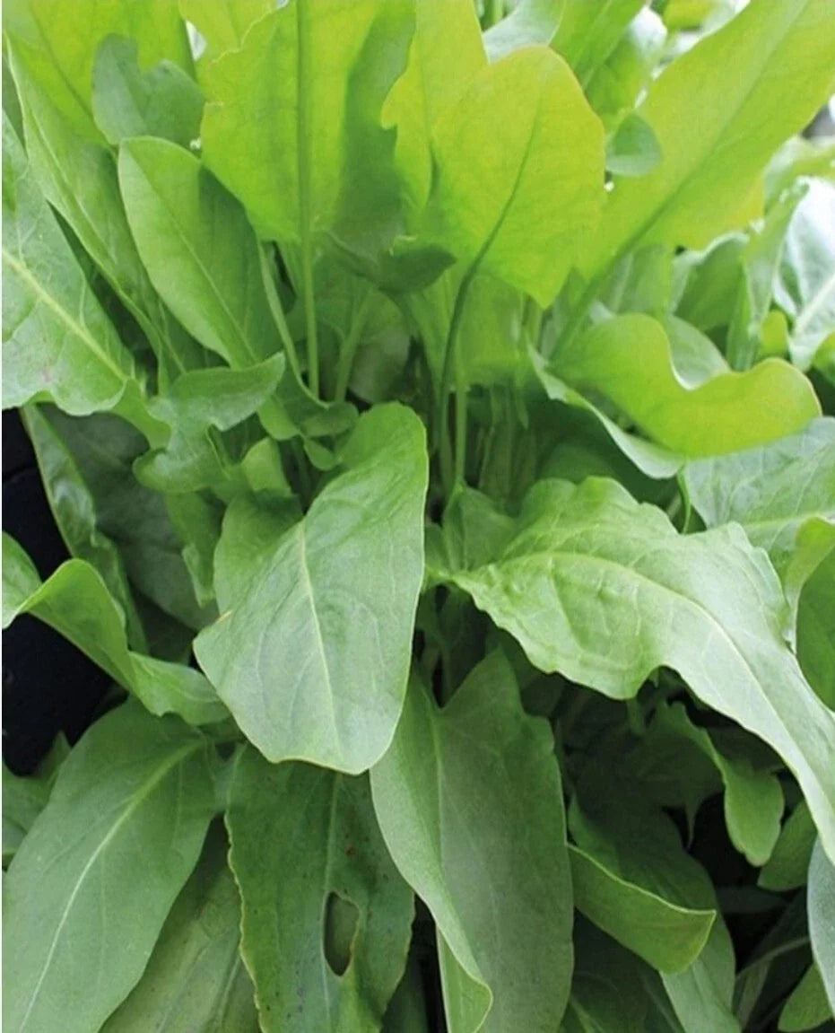 Large Leaf Sorrel Seeds - Organic Heirloom Garden Herb - Rumex acetosa - 100+ Seeds