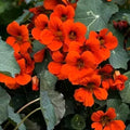 Nasturtium Seeds - Empress of India Red Vine - Edible Non-GMO - 20 Seeds - Hummingbird Attracting