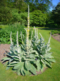 Mullein Seed - Ornamental Flowering Plant - Medicinal Uses - Verbascum thapsus