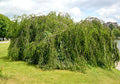 Weeping Birch Seeds 1000 Bulk, Betula Pendula, Long Flowing Branches, Bonsai Tree, Drought Tolerant, Hardy