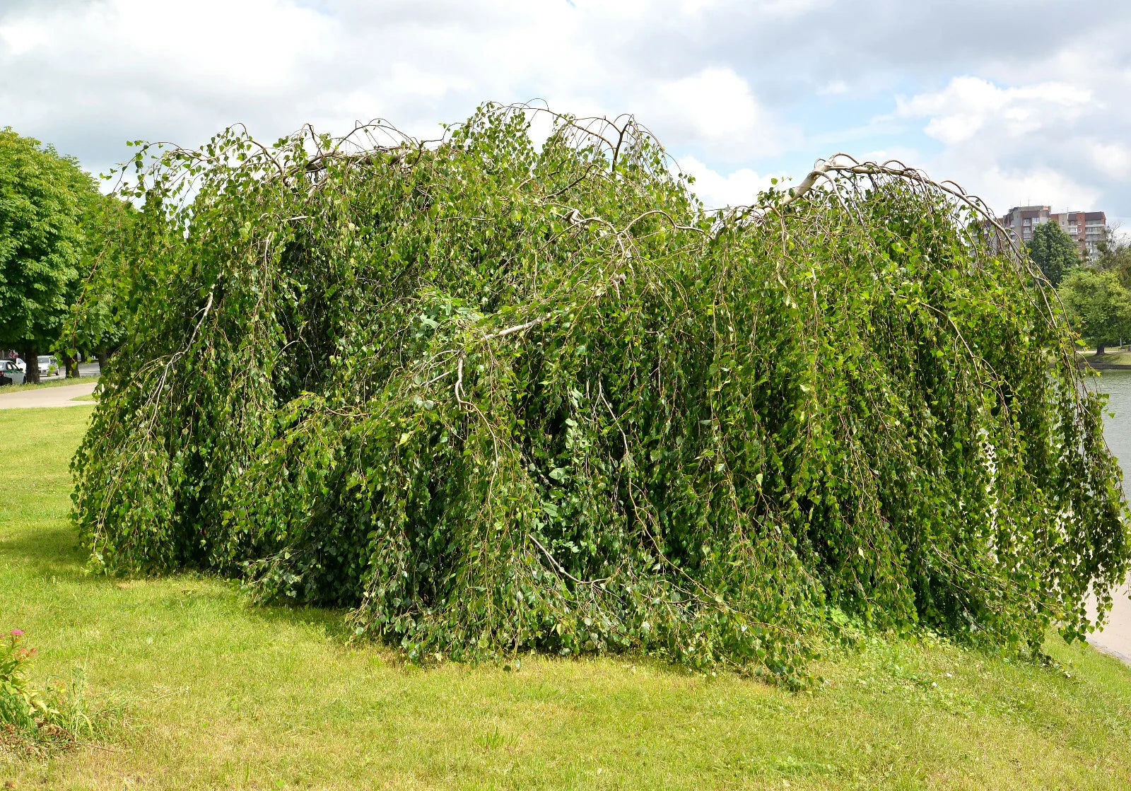 Weeping Birch Seeds 1000 Bulk, Betula Pendula, Long Flowing Branches, Bonsai Tree, Drought Tolerant, Hardy