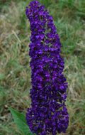 Butterfly Bush Plant - Groovy Grape Variety - Buddleja davidii - Vibrant Purple Flowers for Gardens and Landscapes