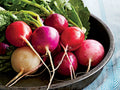 Easter Egg Radish Seeds, NON-GMO, Fast Harvest, Variety Sizes, Raphanus sativus