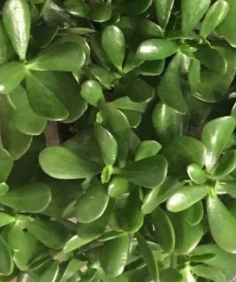 Live Jade Plant Cuttings - 4-6 Inch Succulent, Drought Resistant, Crassula ovata, Lucky Indoor Plant Decor
