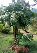 Giant Monstera Deliciosa Seedling in 2" Pot - Non-Variegated, Green - Tropical Houseplant