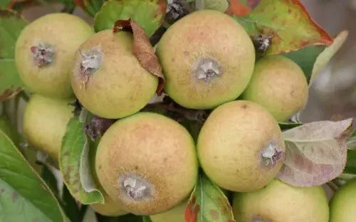 Medaille d'Or Apple Seeds - 25+ Premium Heirloom Seeds for Garden Planting - Malus domestica