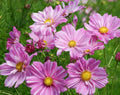 Rosetta Cosmos Seeds - 200+ Pack for Garden Planting - Bright Flowers - Cosmos bipinnatus