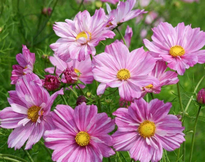 Rosetta Cosmos Seeds - 200+ Pack for Garden Planting - Bright Flowers - Cosmos bipinnatus