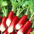 French Breakfast Radish Seeds | Heirloom NON-GMO Seed | Vegetable Garden | Raphanus sativus