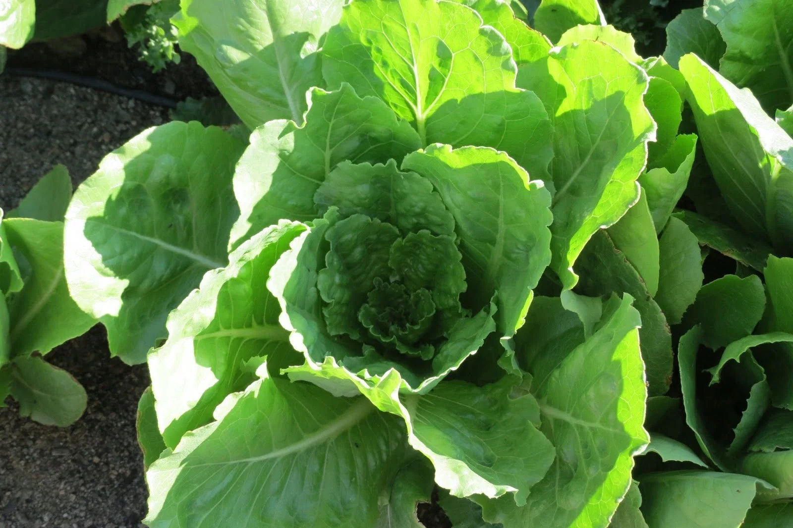 Lettuce Seeds - Vivian Romaine Variety - Fresh Seed for Home Gardening - Lactuca sativa