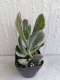 Variegated Jade Plant in 2 Inch Pot - Crassula Ovata Succulent, Live Houseplant