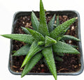 Haworthia Attenuata 'Enon' - 4" Diameter Rare Succulent Plant, Green and White Variegated Foliage, Indoor Houseplant