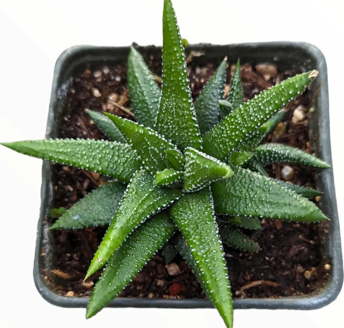 Haworthia Attenuata 'Enon' - 4" Diameter Rare Succulent Plant, Green and White Variegated Foliage, Indoor Houseplant