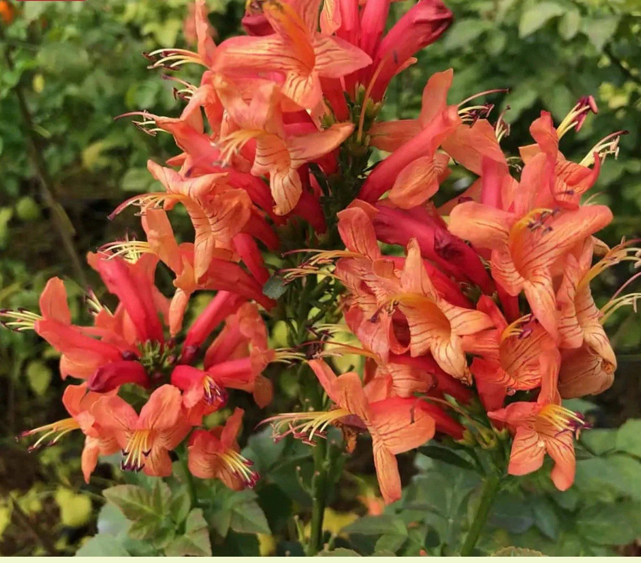 Cape Town Coral Tecomaria Starter Plant - Small Rooted Hummingbird Attractor - Tecomaria capensis