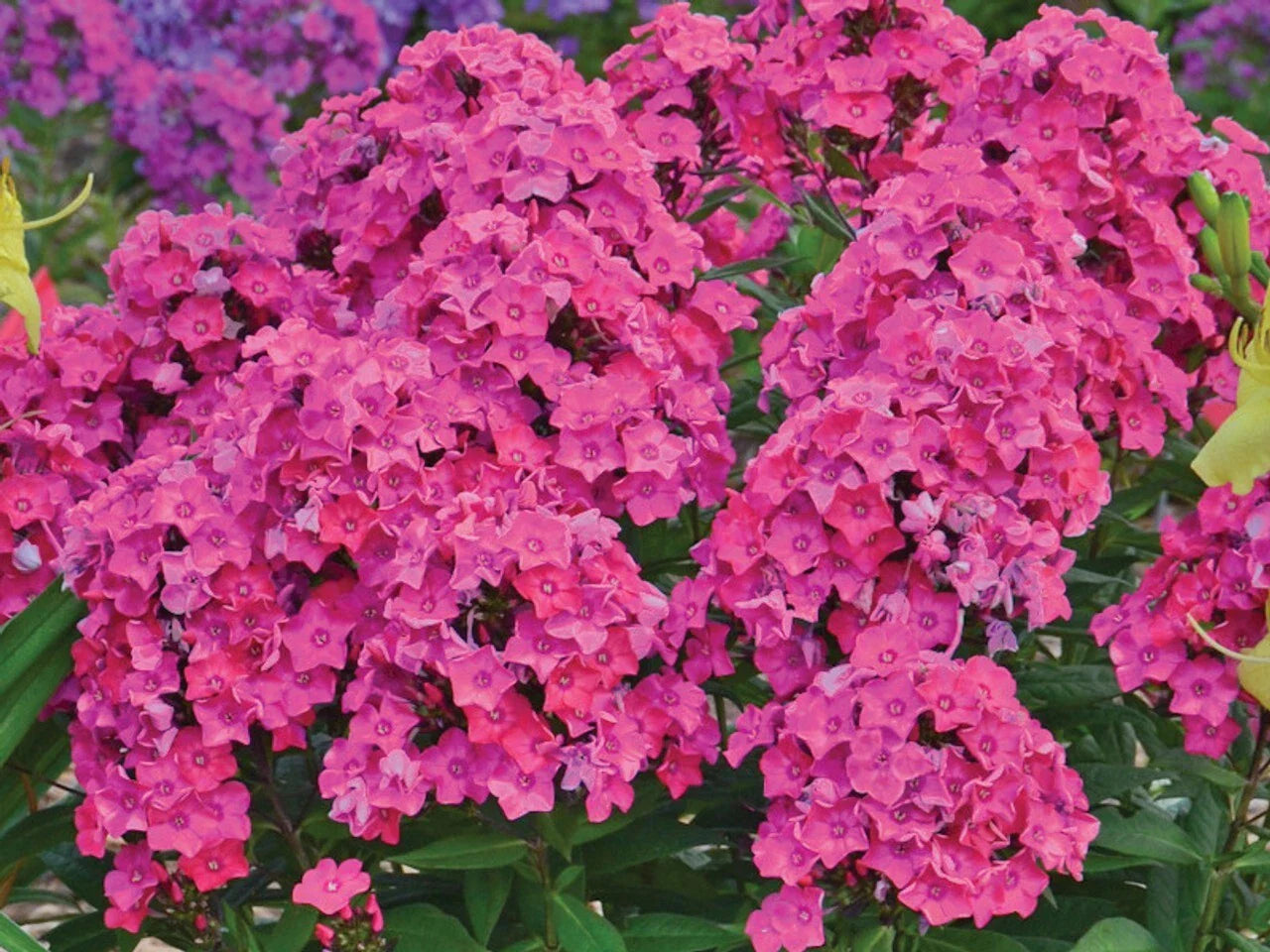 Material Girl Phlox Seeds - 100+ Count for Garden Planting - Phlox paniculata - USA Grown - Free Shipping