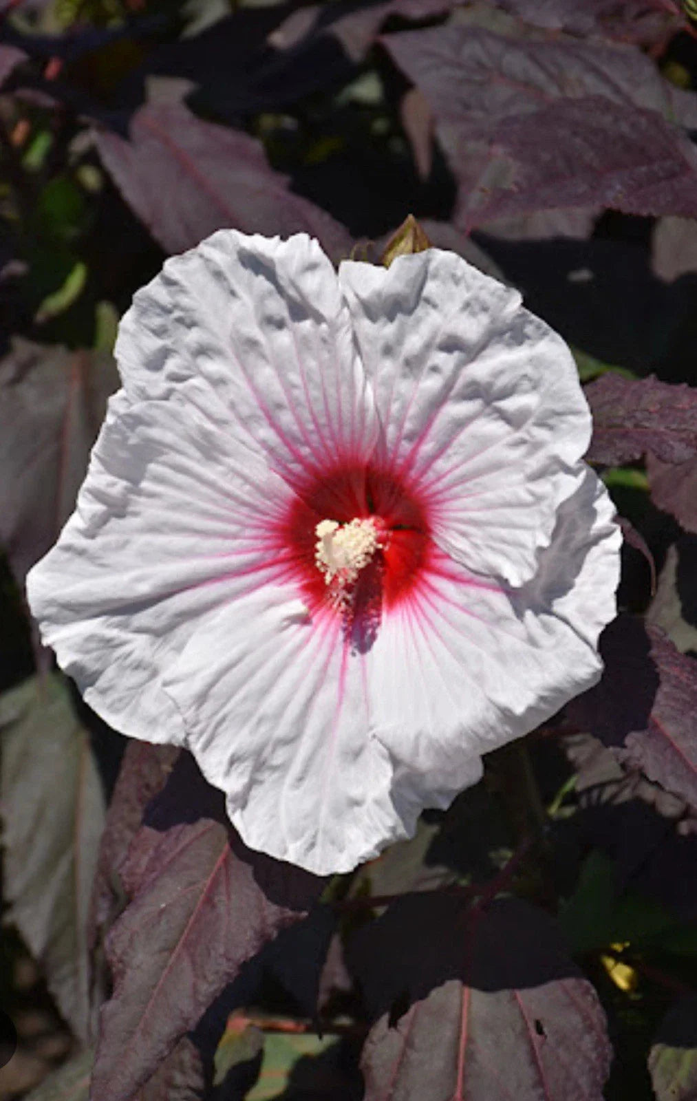 Mocha Moon Hibiscus Plant - Small Rooted Starter - Huge 8-10” Blooms - Hibiscus moscheutos