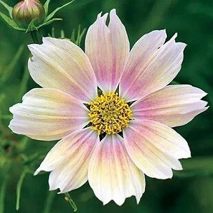 Cosmos Seeds - 250 Count - Apricot Lemonade Variety - Cosmos bipinnatus