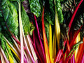 Rainbow Swiss Chard Seeds - 50+ Pack - Rhubarb Perpetual Spinach - Garden Fresh - USA