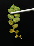 Marcgravia sp. Ecuador #9 10-Leaf Cutting - Unique Terrarium Plant for Indoor Gardening