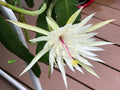 Epiphyllum Orchid Cactus Cuttings - Night Blooming Cereus Hookeri Strictum - 3 Pieces