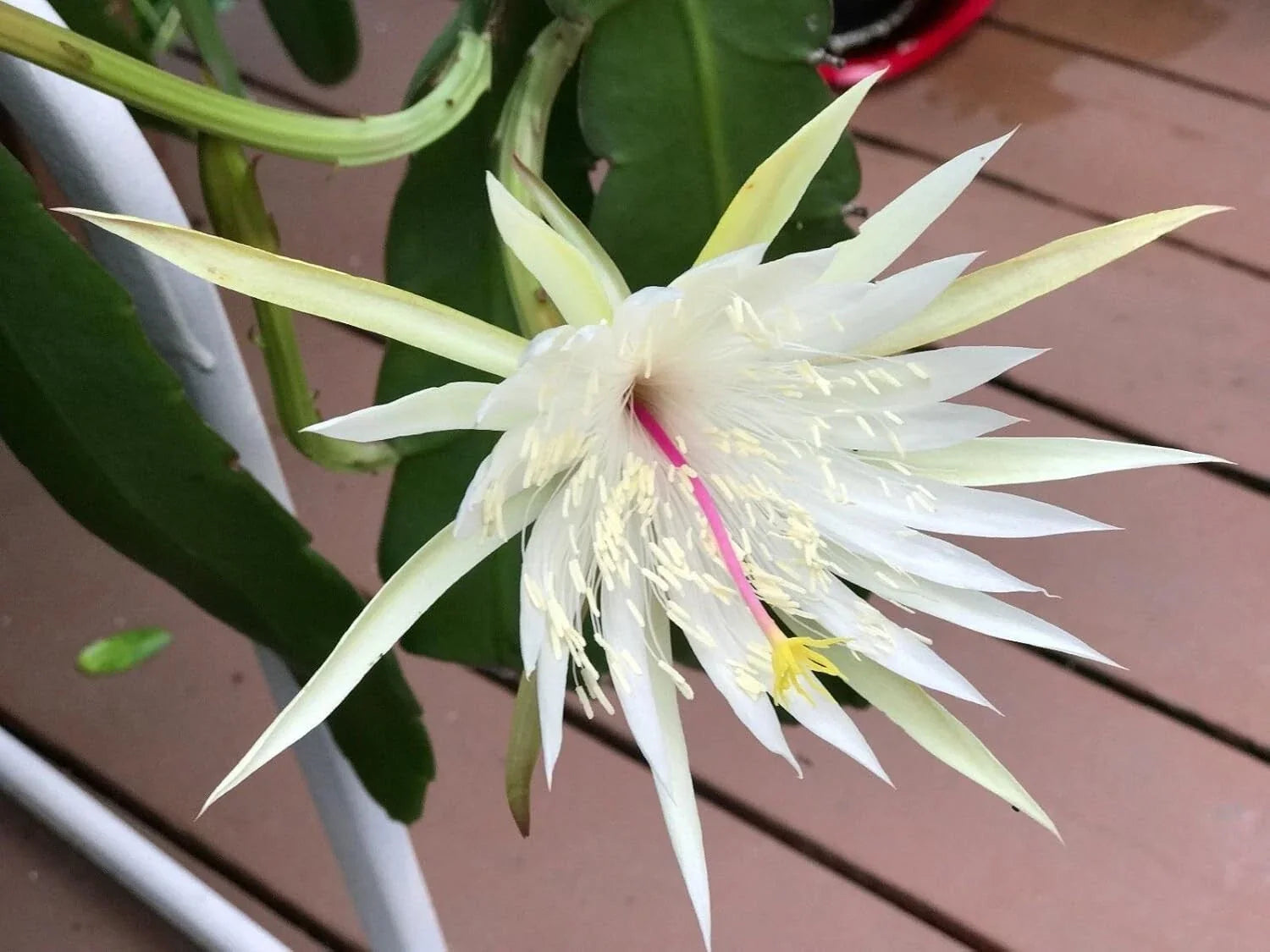 Epiphyllum Orchid Cactus Cuttings - Night Blooming Cereus Hookeri Strictum - 3 Pieces