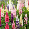 Russell Lupine Seeds | 50-1,000 Seeds | Non-GMO | Lupinus polyphyllus | Free Shipping