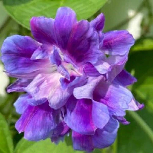 Spanish Blue Eyes Morning Glory Seeds - 20 Pack - Climbing Vine Annual Flowers (Ipomoea purpurea)