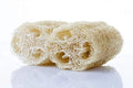 Sponge Gourd Seeds - 20 Seeds - Luffa Gourd, Easy to Grow Exotic Vegetable, Organic Gardening