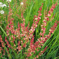 Sheep Sorrel Seeds Packet - 100 Seeds - Rumex acetosella - Edible Herb, Perennial, Fast-Growing, Nutrient-Rich