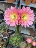 Echinopsis Hybrid Cactus Cutting ~6” | Flying Saucer Succulent | Unique Indoor Plant