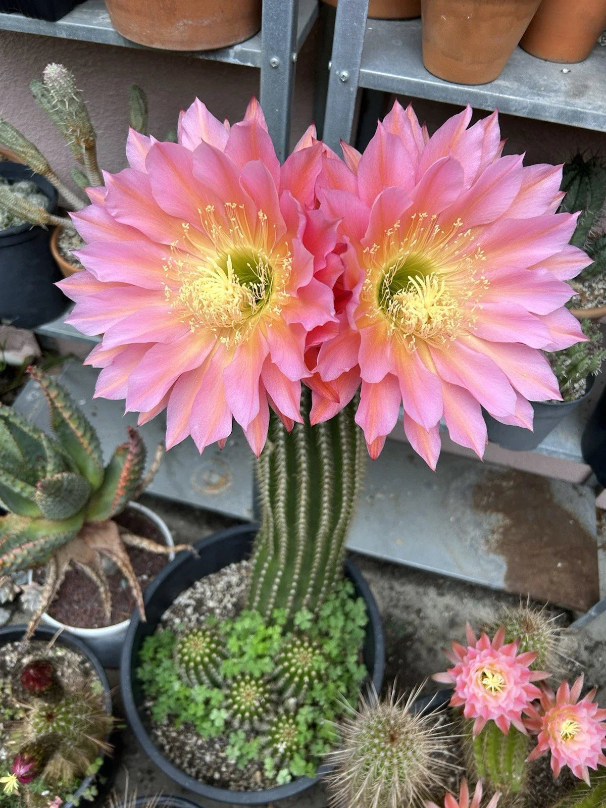 Echinopsis Hybrid Cactus Cutting ~6” | Flying Saucer Succulent | Unique Indoor Plant