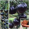 European Black Cherry Tomato Seeds - 100pcs, Heirloom Non-GMO, Rich Flavor, Solanum lycopersicum