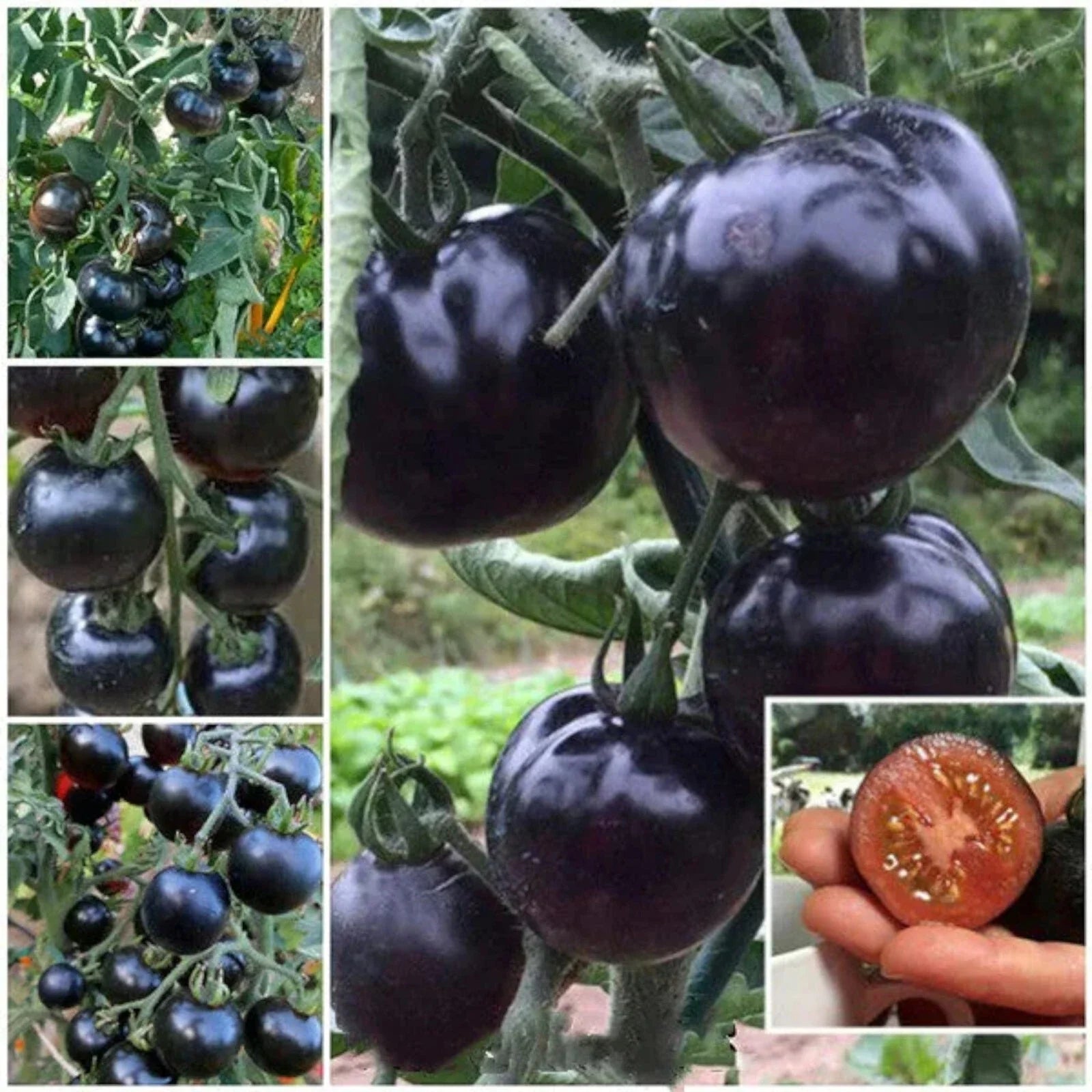 European Black Cherry Tomato Seeds - 100pcs, Heirloom Non-GMO, Rich Flavor, Solanum lycopersicum