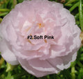 Moss Rose Cuttings 10 Unrooted Soft Pink Portulaca Grandiflora for Gardening and Planting